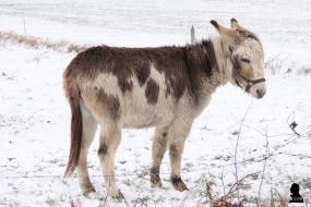 ezels in de sneeuw -2- donkeys in the snow
