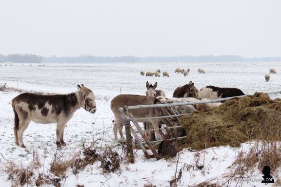 ezels in de sneeuw -1- donkeys in the snow