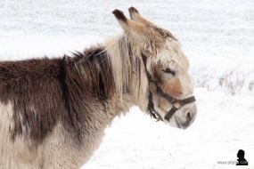 ezels in de sneeuw -3- donkeys in the snow