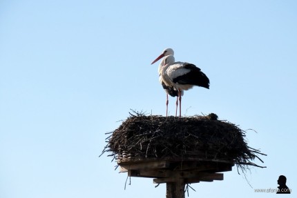 ooievaars - earrebarren - storks (2)