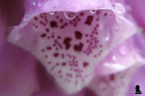 druppels in roze en paars