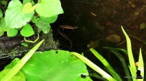 3. salamanders in de vijver