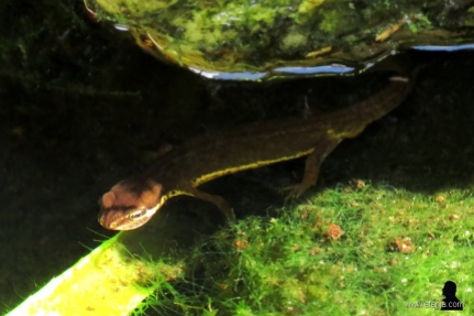 4 juli 2019 - de ontdekking van het jaar: salamanders in de vijver