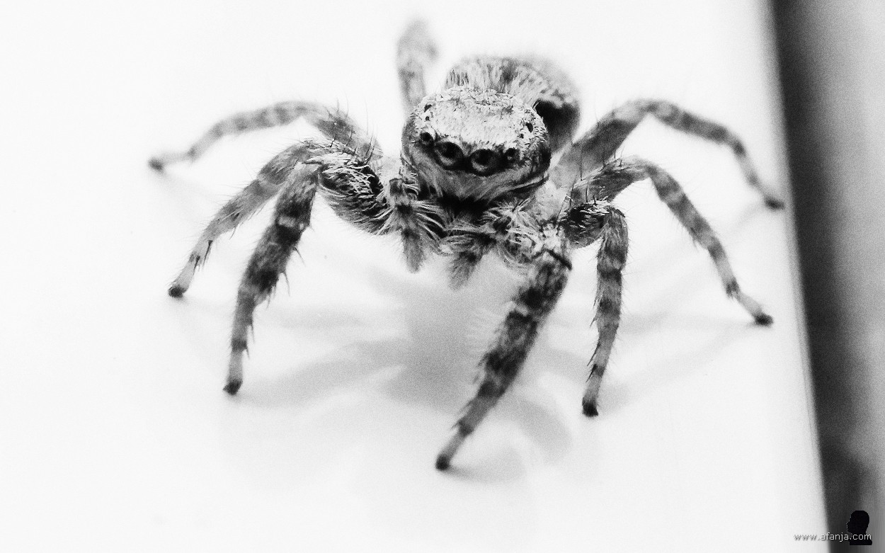 een spin op het kozijn (5)