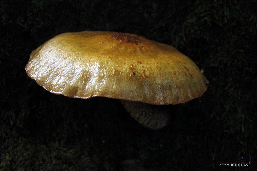 paddenstoel in de Ecokathedraal