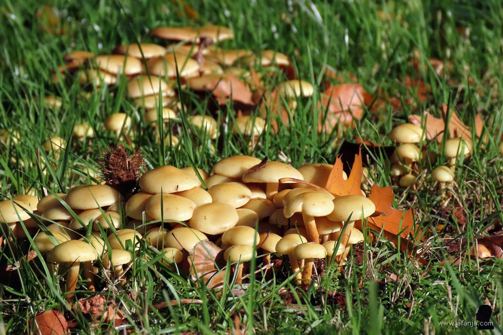paddenstoelen bij Huize Olterterp