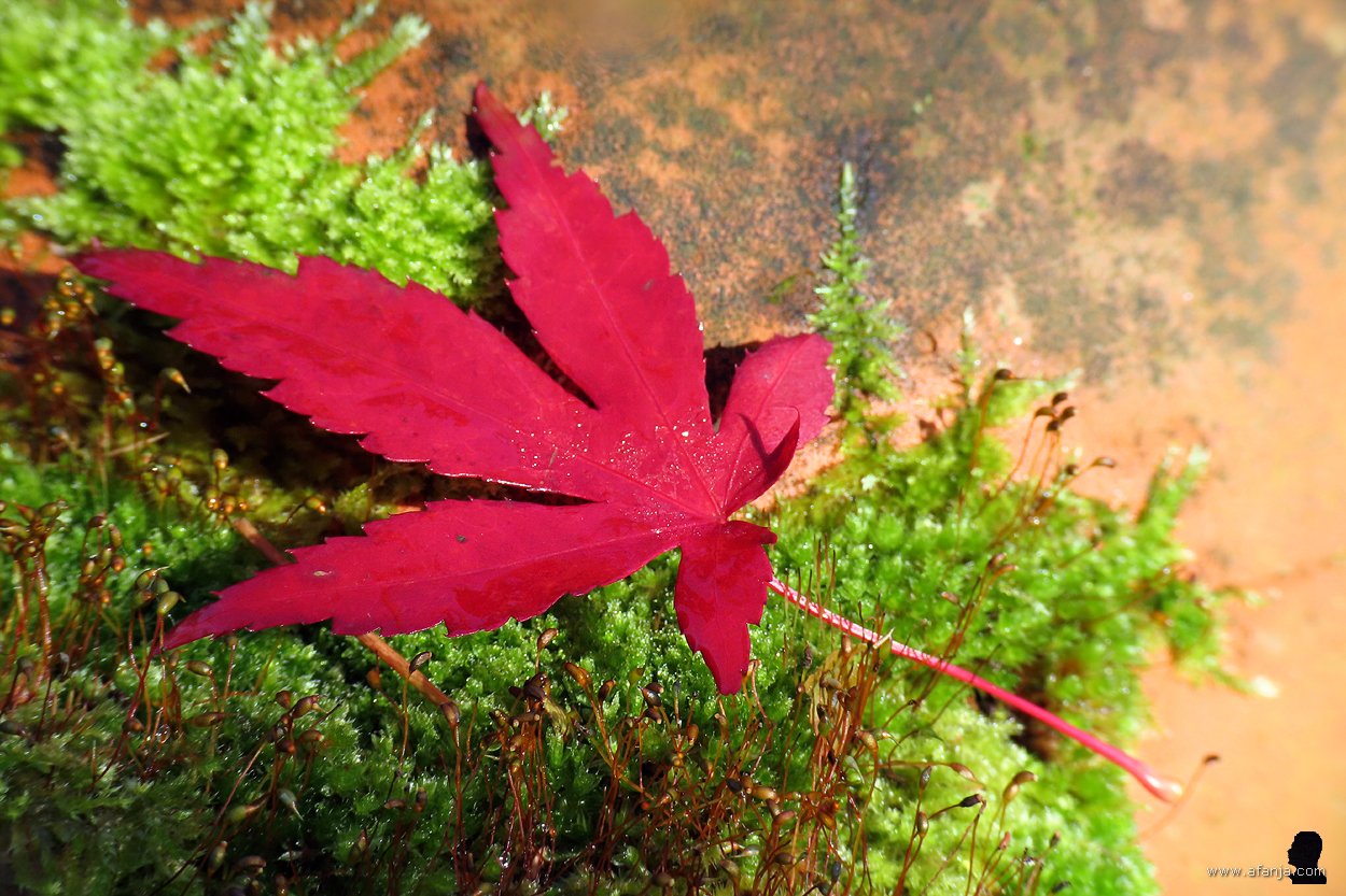 rood herfstblad op bemoste bloempot