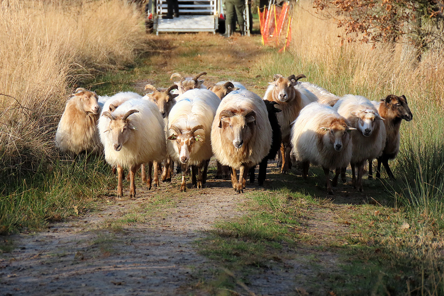 schoorvoetend komen de schapen dichterbij