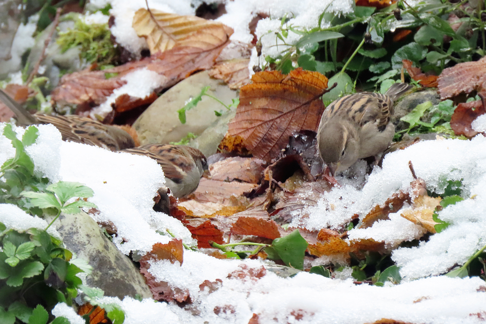 mussen zoeken zaadjes tussen sneeuw en herfstblaadjes