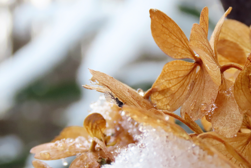 smeltende sneeuw en een vliegje op de hortensia
