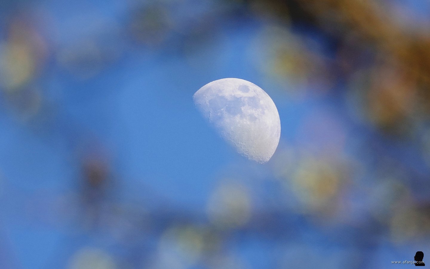 de hazelaar met daarachter de maan scherp in close-up