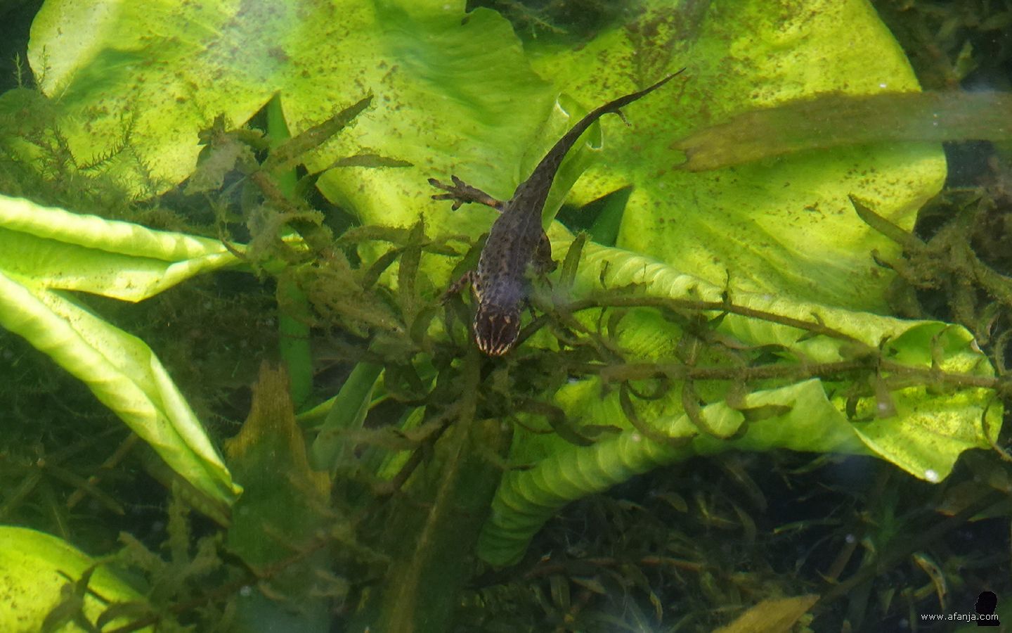 een salamander zwemt boven een blad van de gele plomp