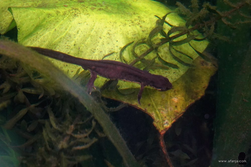 een salamander in de vijver