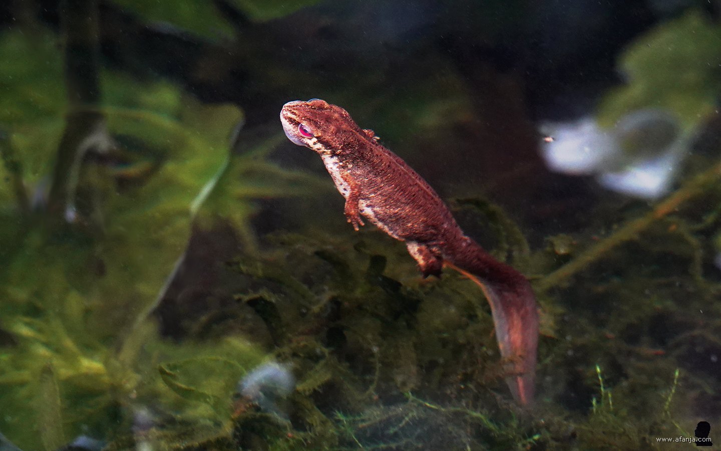een salamander in de vijver komt even boven water