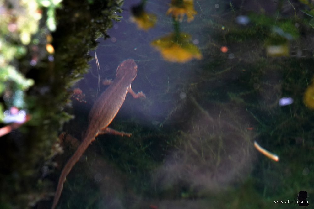 een salamander nadert de weerspiegeling van de dotterbloemen