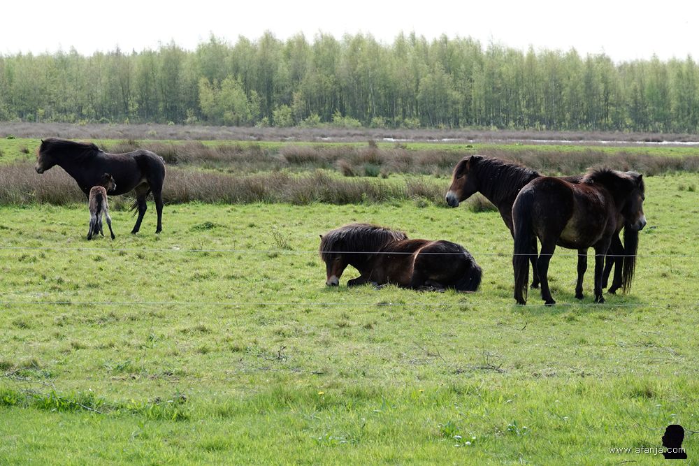 vier pony's en een veulen in de wei
