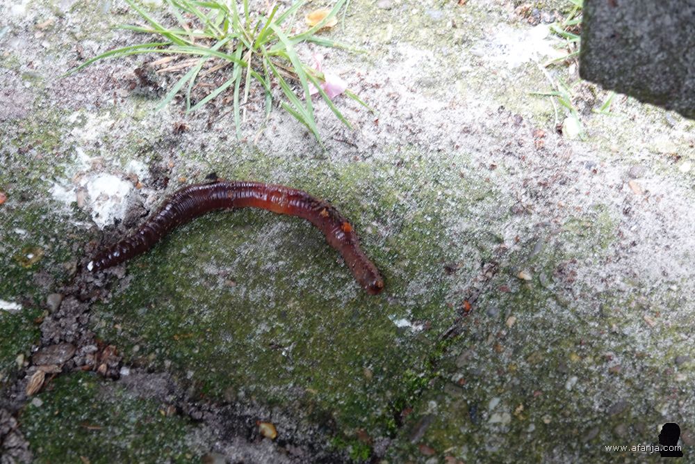 gehavende regenworm