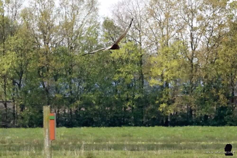 een bruine kiekendief vliegt boven een weiland