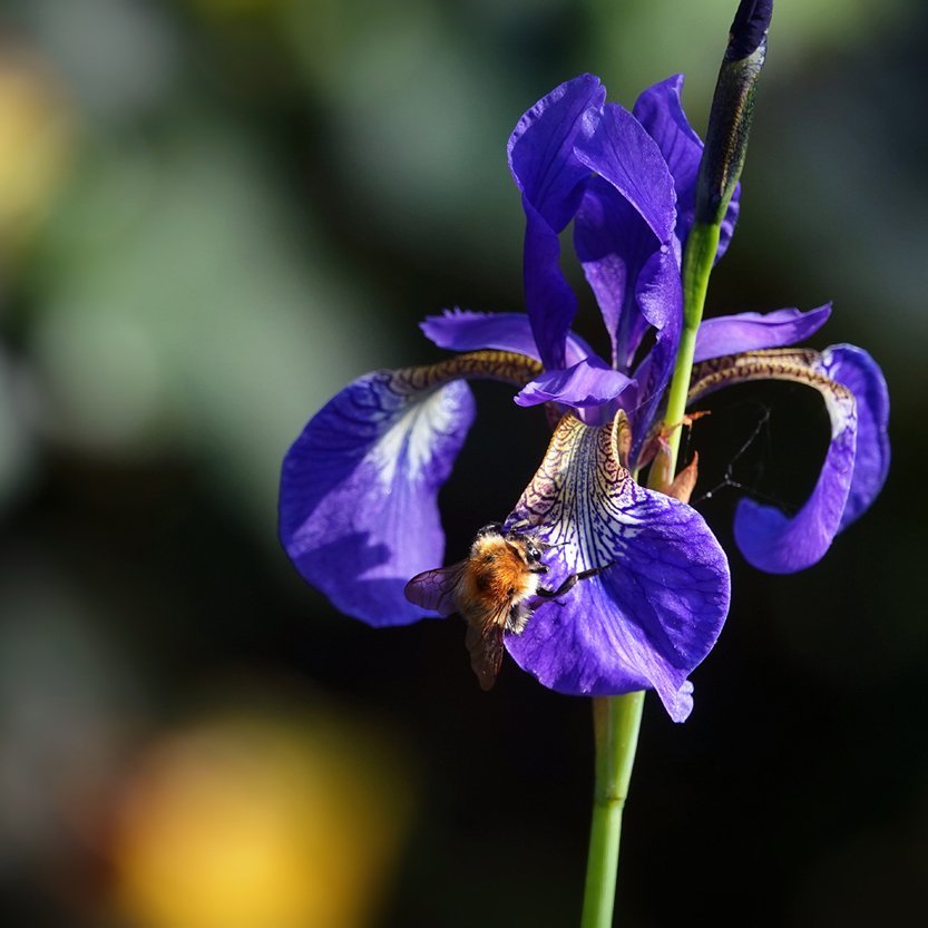 de blauwe iris krijgt bezoek