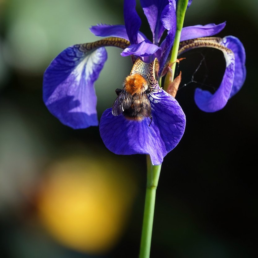 de blauwe iris krijgt bezoek