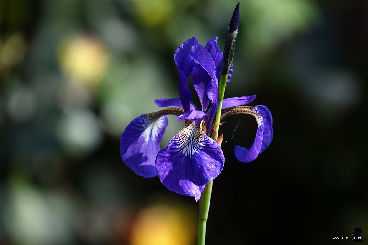 de eerste blauwe iris op het terras staat in bloei